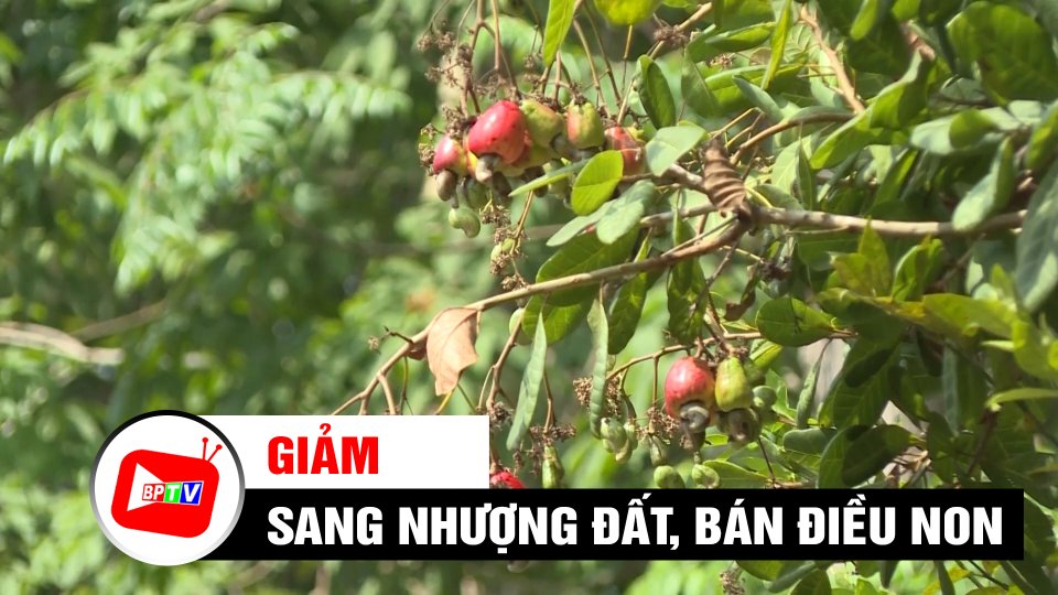 Bình Phước: Tình trạng bán điều non, cầm cố, sang nhượng đất đã giảm | BPTV