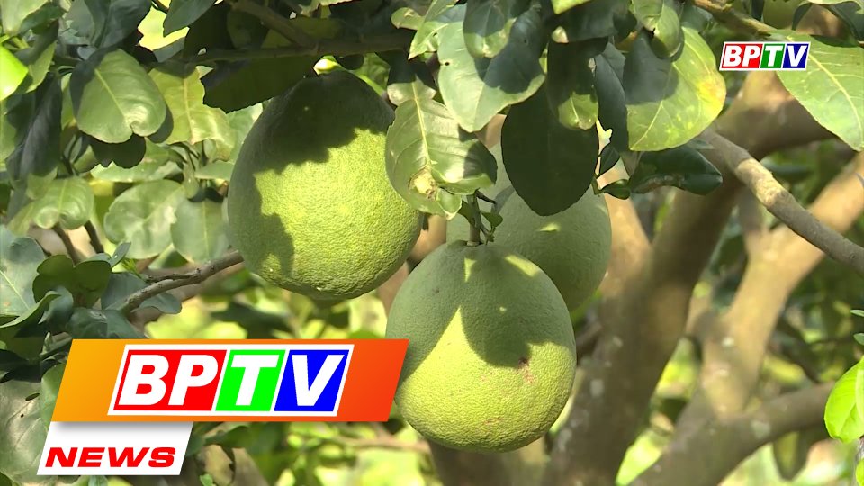 BPTV NES 2-8-2022: Binh Phuoc growing green pomelo under VietGAP standards