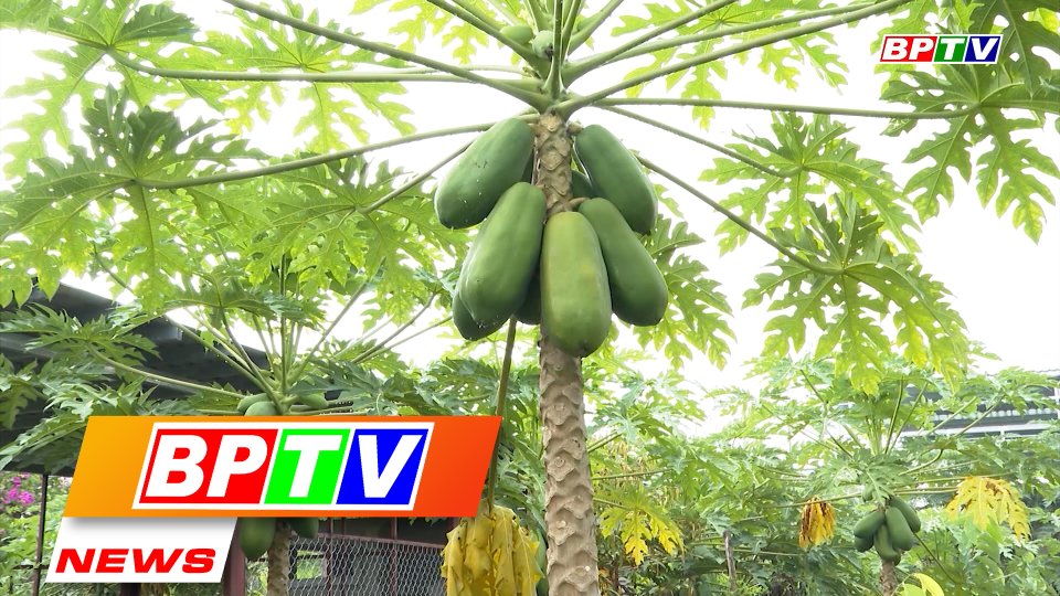 BPTV NEWS 10-4-2022: Unique organic farming in Loc Ninh