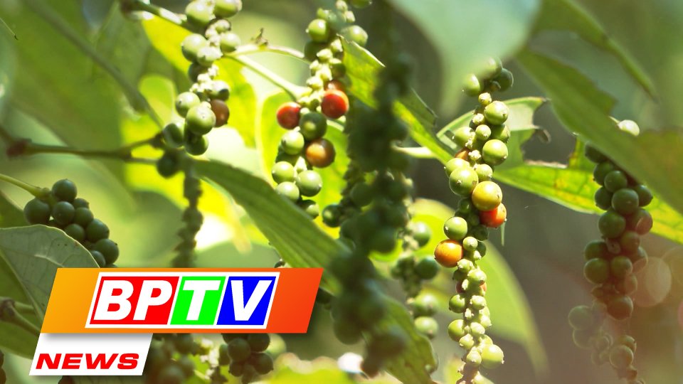 BPTV NEWS 10-5-2022: Binh Phuoc - Deep processing for pepper products