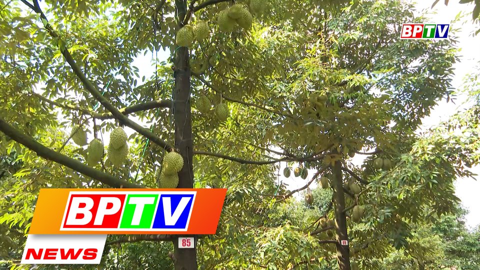 BPTV NEWS 11-10-2022: Five durian orchards assigned planting area codes