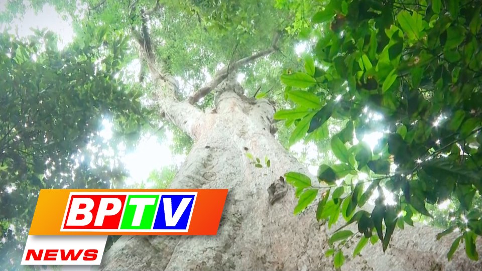 BPTV NEWS 11-12-2023: Binh Phuoc honours 162 heritage trees