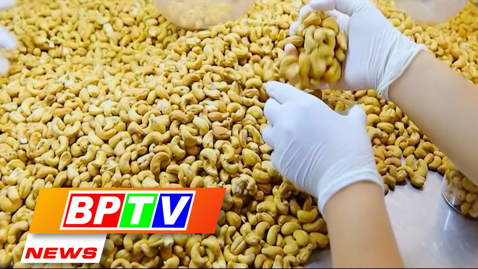 BPTV NEWS 12-6-2023: Binh Phuoc’s cashew nuts recognised 5-star OCOP product