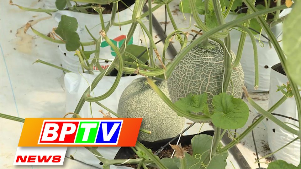 BPTV NEWS 13-10-2022: Binh Phuoc developing high-tech agriculture