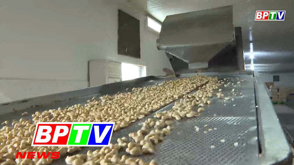 BPTV NEWS 13-3-2022: Cashew nut industry posting record growth