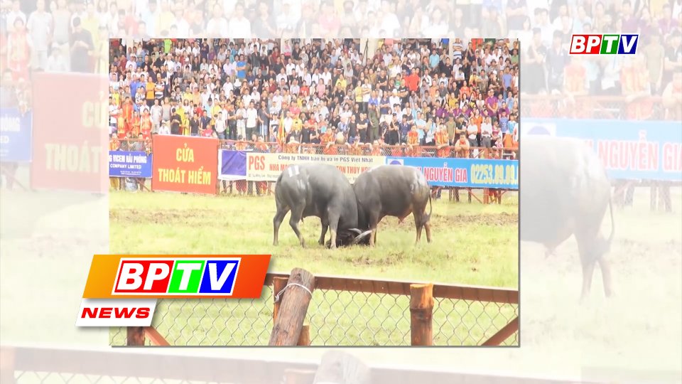 BPTV NEWS 13-8-2022: Do Son Buffalo Fighting Festival to come back late this month