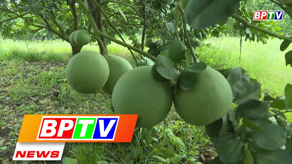 BPTV NEWS 14-4-2022: Binh Phuoc agro products introduced on Postmart.vn e-commerce platform