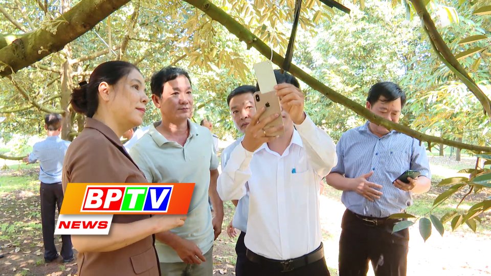 BPTV NEWS 15-1-2024: Binh Phuoc: One more durian cooperative granted planting area codes
