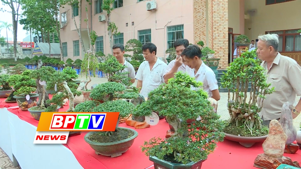 BPTV NEWS 16-5-2024: Binh Phuoc: Ornamental plants generate nearly 104 billion VND in revenue