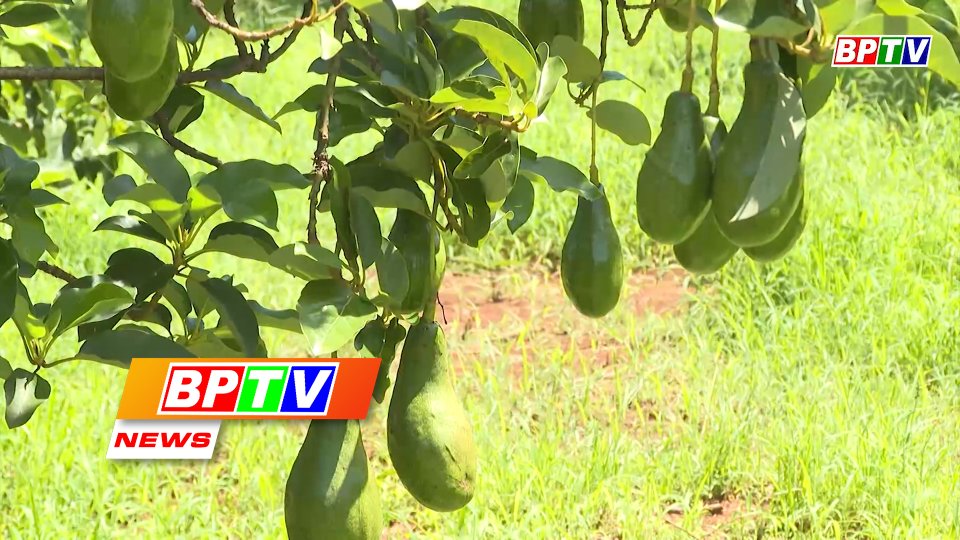 BPTV NEWS 16-6-2022: Avocado prices plummet at end of crop
