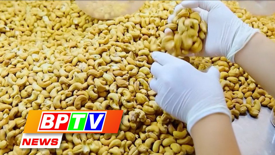 BPTV NEWS 16-9-2023: Binh Phuoc improving quality of cashew exports