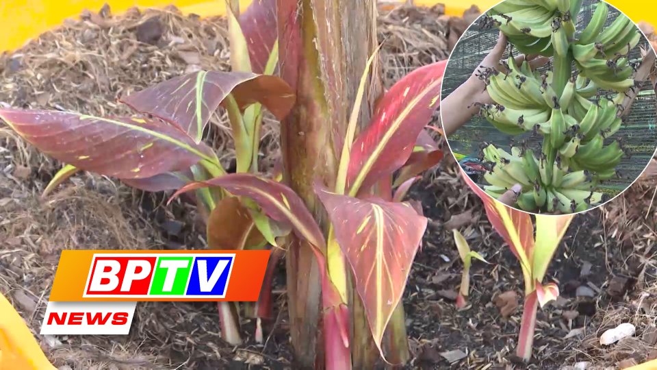 BPTV News 17-1-2022: Binh Phuoc pilots plantation of mutant bananas