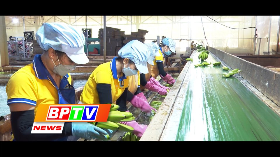 BPTV NEWS 17-1-2024: Growth in Binh Phuoc’s agricultural sector leads country