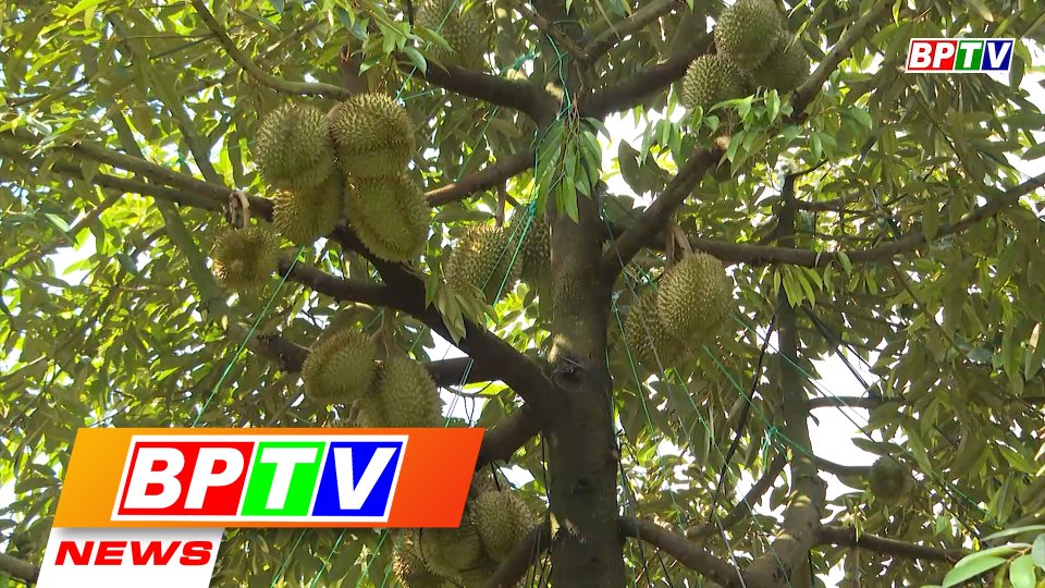 BPTV NEWS 17-3-2022:  Binh Phuoc: Durian seeing a good price