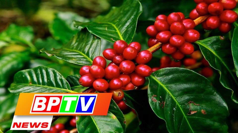 BPTV NEWS 17-9-2022:  Vietnam remains world's second biggest coffee exporter