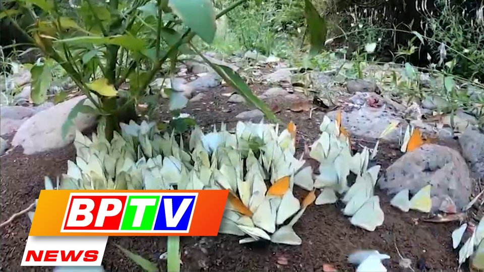 BPTV NEWS 18-4-2022: Mingling with nature in Bu Gia Map National Park