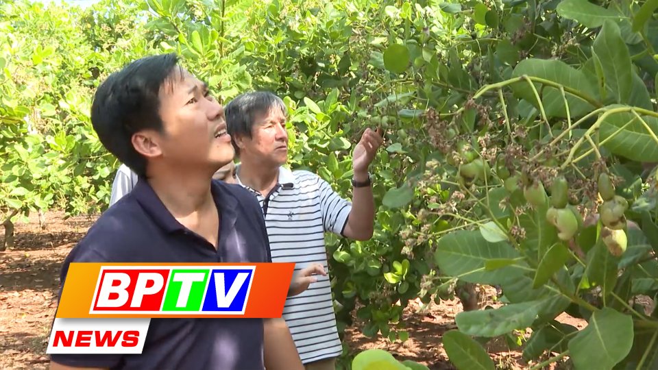 BPTV NEWS 18-9-2023: Binh Phuoc farmers boost international cooperation