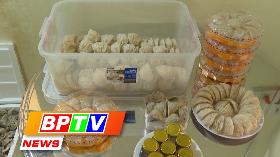 BPTV NEWS 19-11-2023: Binh Phuoc preparing to export bird’s nests