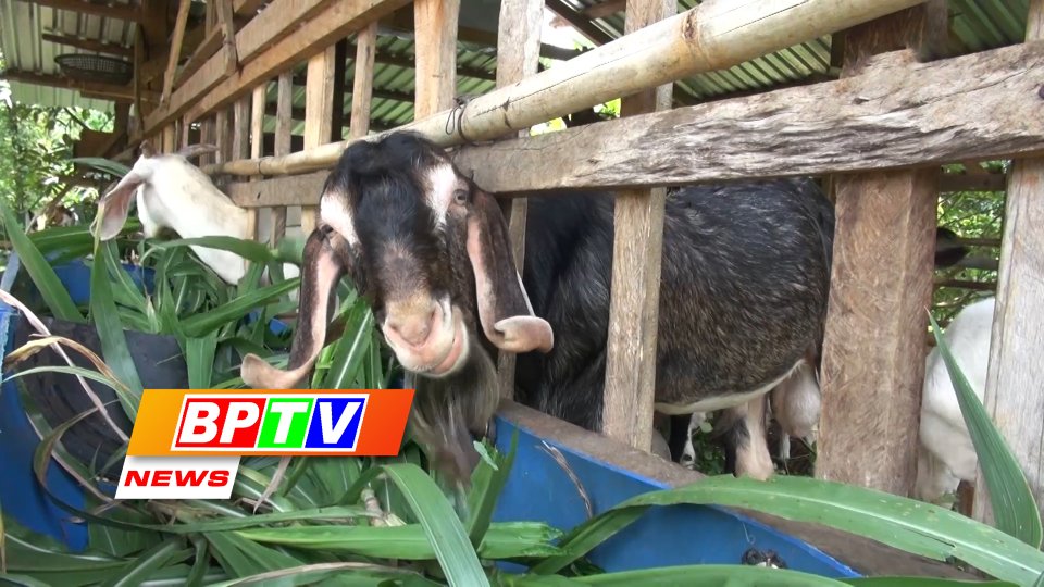 BPTV NEWS 19-12-2022: Binh Phuoc surpasses poverty reduction target
