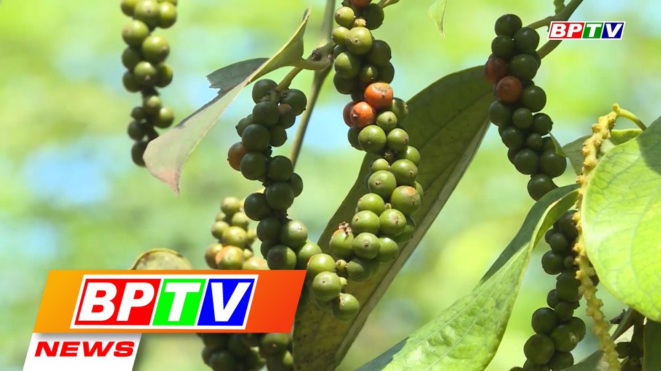 BPTV NEWS 19-2-2022: Binh Phuoc begins pepper harvest