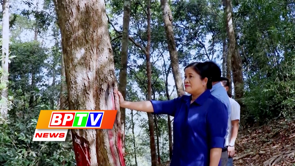 BPTV NEWS 19-7-2024: Binh Phuoc deploys policies to promote investment in forestry