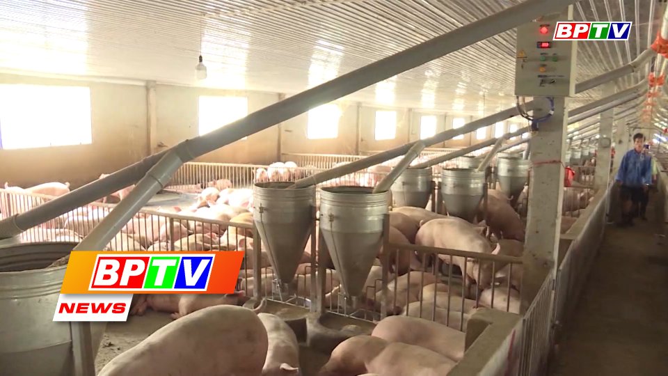 BPTV NEWS 20-3-2022: Binh Phuoc promoting pig farming towards biosecurity