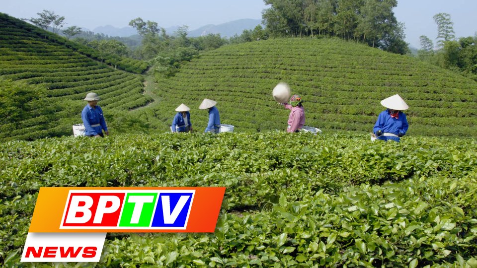 BPTV NEWS 20-8-2022: Vietnam ranks 7th worldwide in tea production