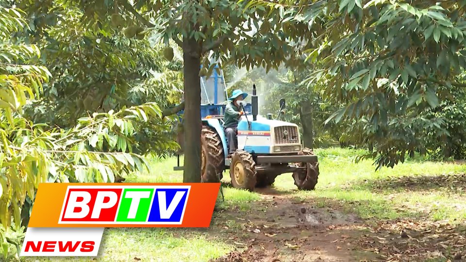 BPTV NEWS 23-9-2022: Binh Phuoc responds to green agricultural development programme