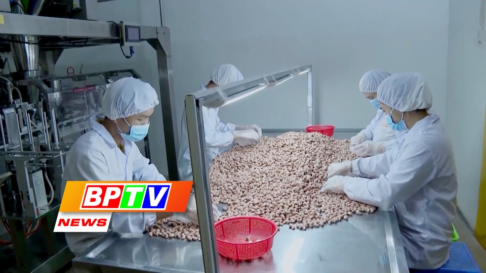 BPTV NEWS 24-11-2024: Binh Phuoc prioritises organic cashew production