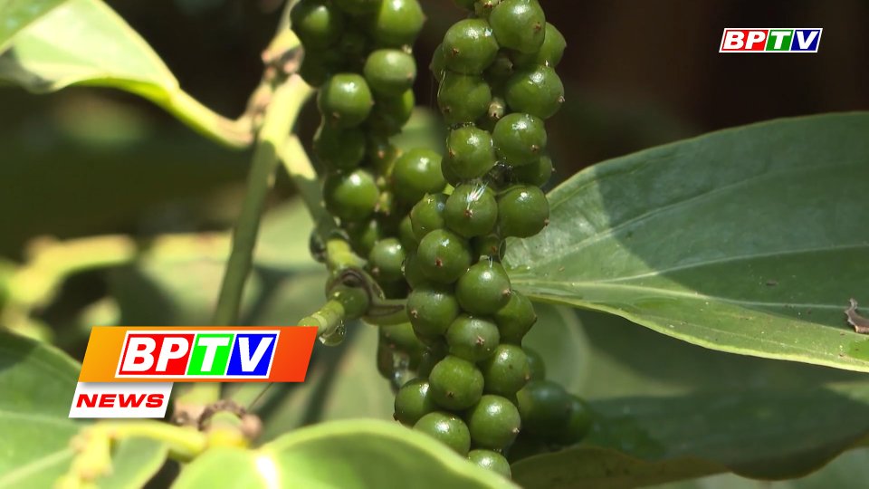 BPTV NEWS 24-3-2022: Loc Ninh needs to increase organic pepper production