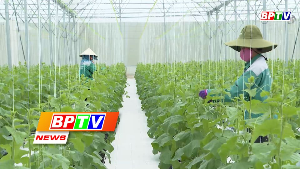 BPTV NEWS 24-6-2022: Binh Phuoc bolsters hi-tech agricultural development
