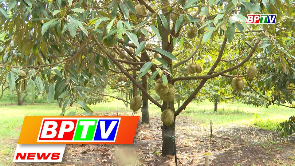 BPTV NEWS 24-8-2022: Binh Phuoc zoning off 1,500 ha of durian for exports