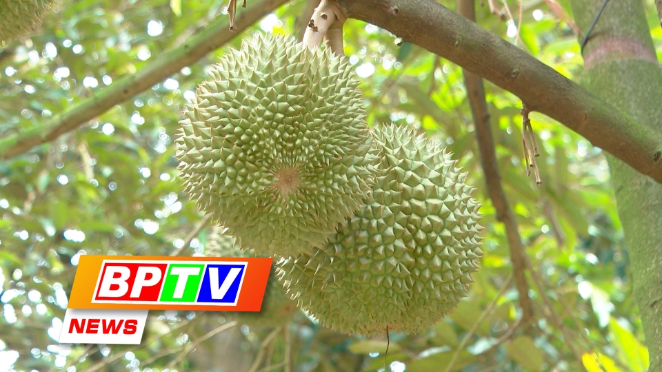 BPTV NEWS 26-10-2024: Binh Phuoc approves 12 key agricultural products