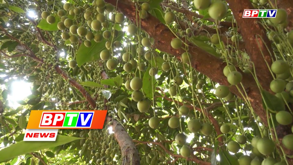 BPTV NEWS 26-3-2022: Young man does well from Burmese grapes