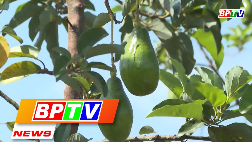 BPTV NEWS 26-5-2022: Model for intercropping of avocados with custard apples to boost incomes