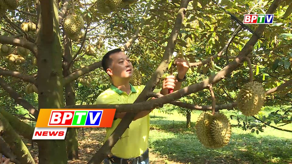 BPTV NEWS 26-7-2022: Binh Phuoc durians have ample space to enter Chinese market
