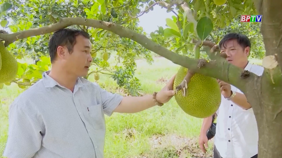 BPTV NEWS 26-7-2024: Binh Phuoc expands fruit tree cultivation, reduces industrial crops 