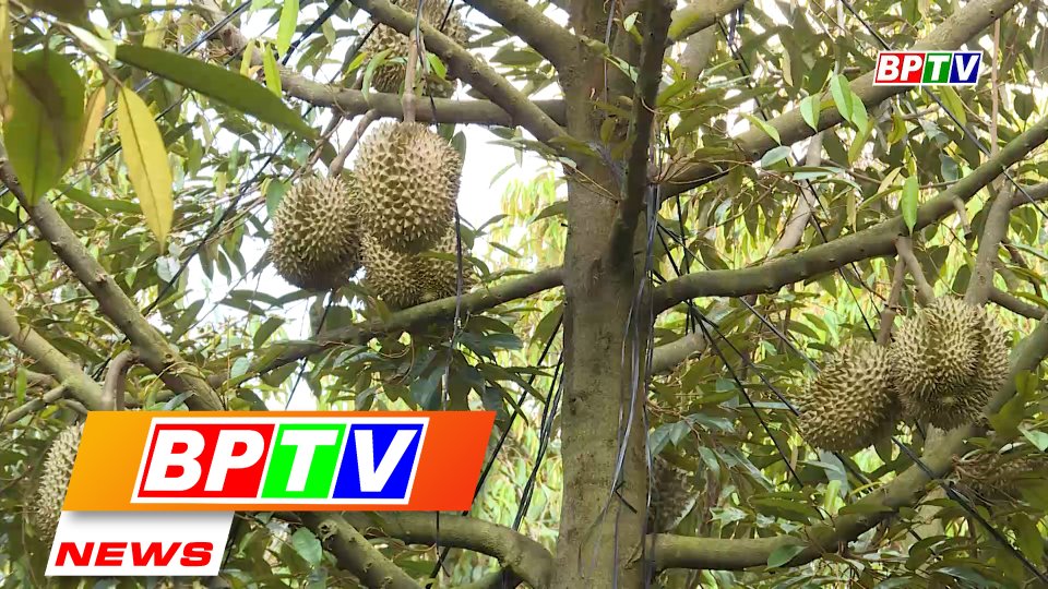 BPTV NEWS 26-8-2022: Binh Phuoc eyes sustainable development of durian