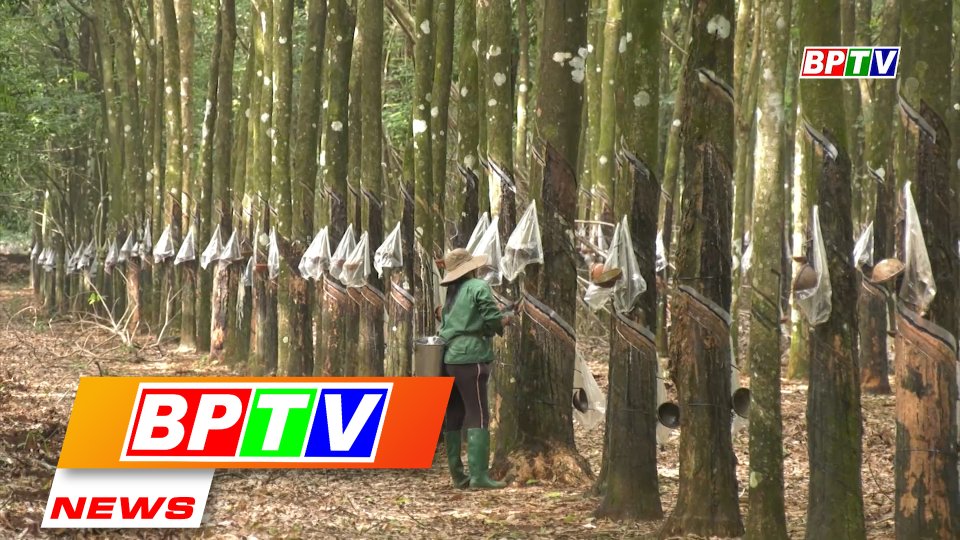 BPTV NEWS 27-10-2022: Binh Phuoc promoting sustainable forest development