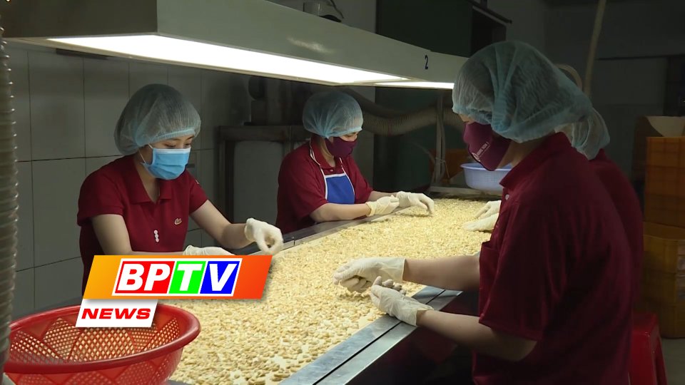 BPTV NEWS 27-1-2024: Binh Phuoc’s cashew nut exports hit 1.18 billion USD
