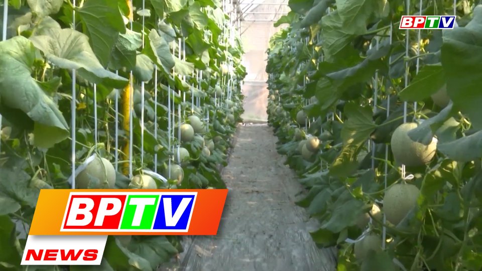 BPTV NEWS 27-3-2022: Binh Phuoc intensifies application of high-tech in farmin