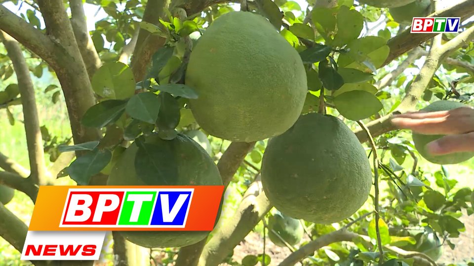 BPTV NEWS 27-6-2022: Bu Dop farmers happy with green-skin pomelo price