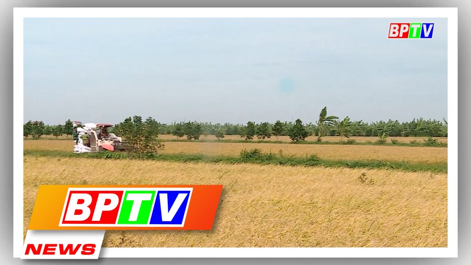BPTV NEWS 28-11-2022: Vietnam’s rice export to hit 7 million tonnes this year