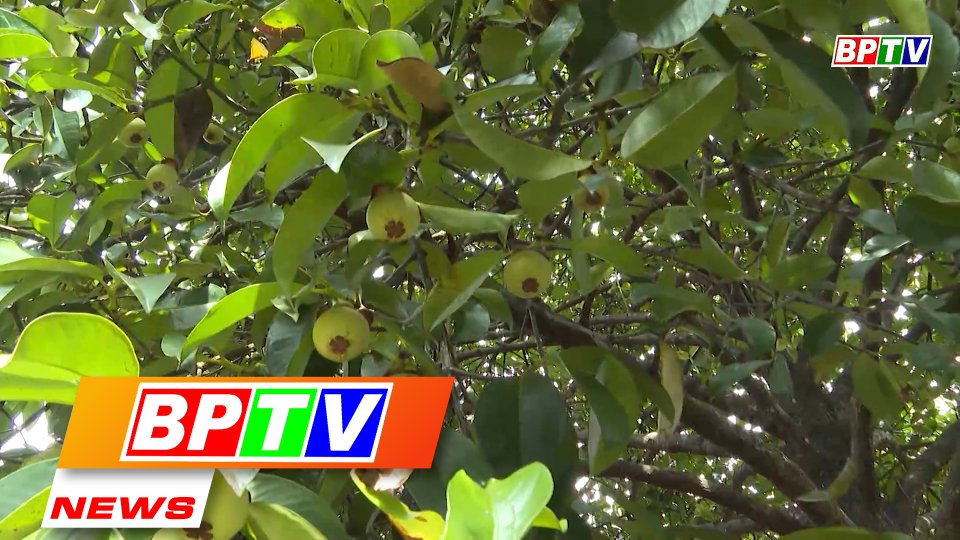 BPTV NEWS 28-4-2022: Mangosteens to bring high economic efficiency