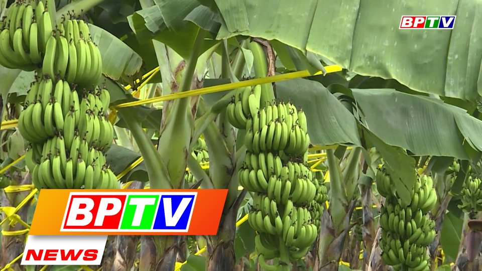 BPTV NEWS 28-5-2022: Growing tissue-cultured bananas a new direction in Binh Phuoc