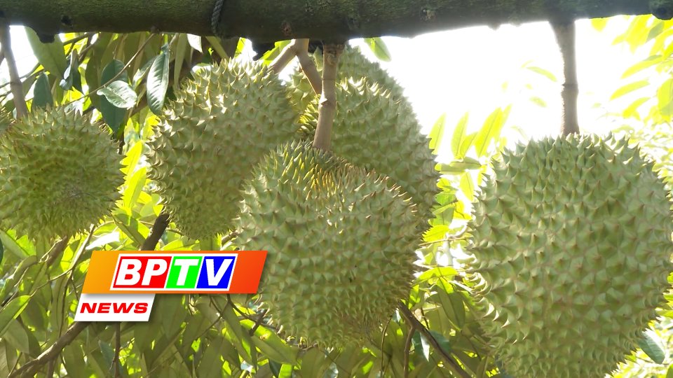 BPTV NEWS 29-11-2022: Binh Phuoc’s export products to reach 3 billion USD annually