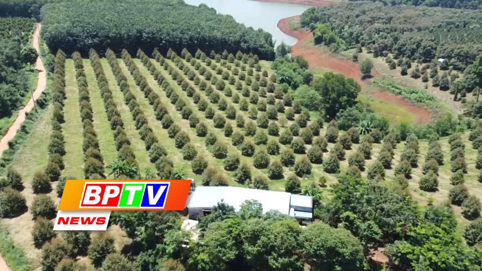 BPTV NEWS 29-6-2023: Binh Phuoc prioritises digital transformation in agriculture