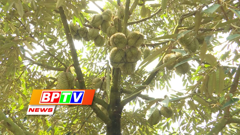 BPTV NEWS 30-1-2023: Binh Phuoc’s agro-forestry-fishery value reaches 34.6 trillion VND