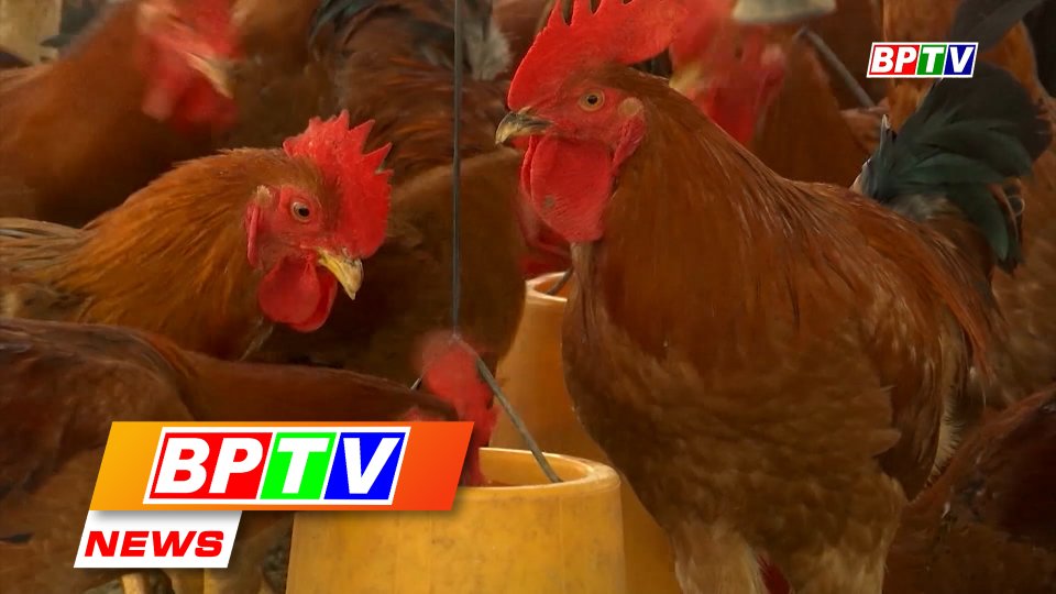 BPTV NEWS 30-7-2023: Binh Phuoc to be a disease-free breeding centre