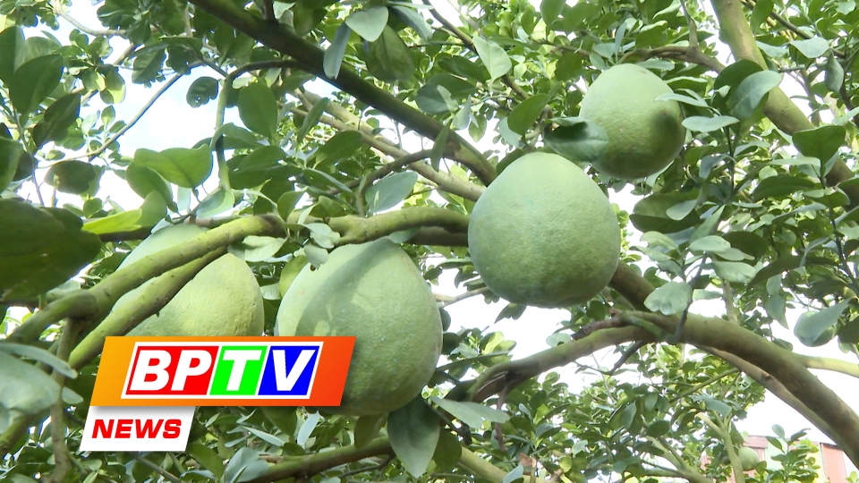 BPTV NEWS 30-7-2024: Binh Phuoc's agricultural sector maintains stable growth